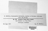 Uromyces viciae-fabae image
